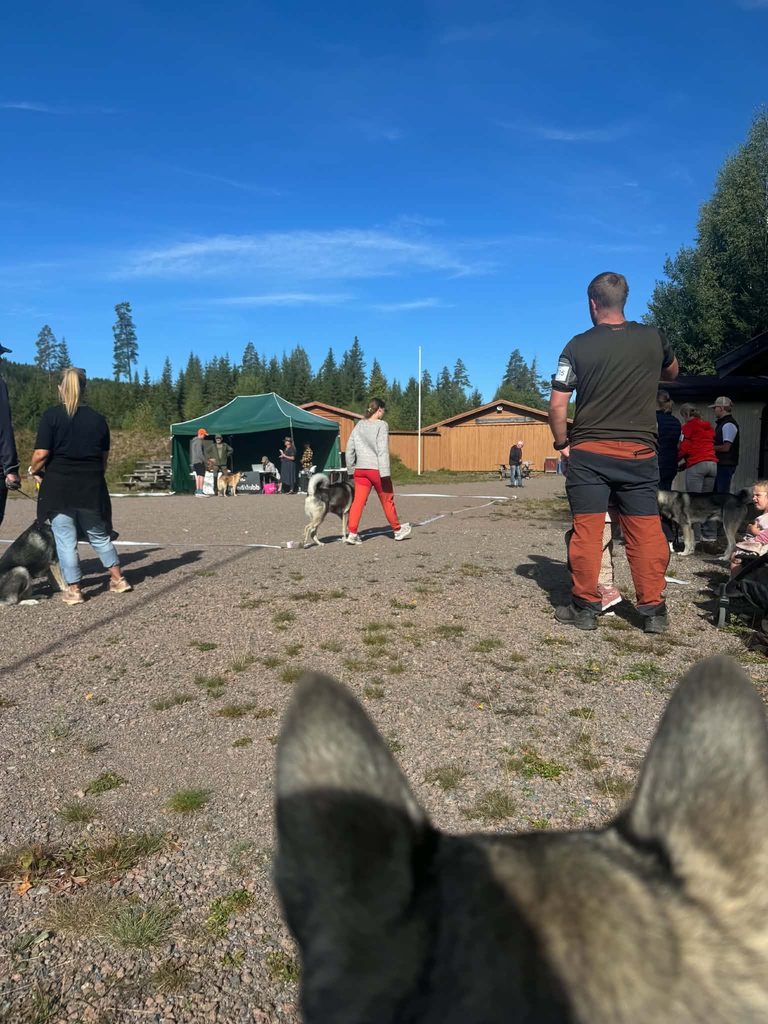 Utstilling fra hundenes perspektiv
Tåråfjell's Loke, BIM - Haresjøen's O- P Osa