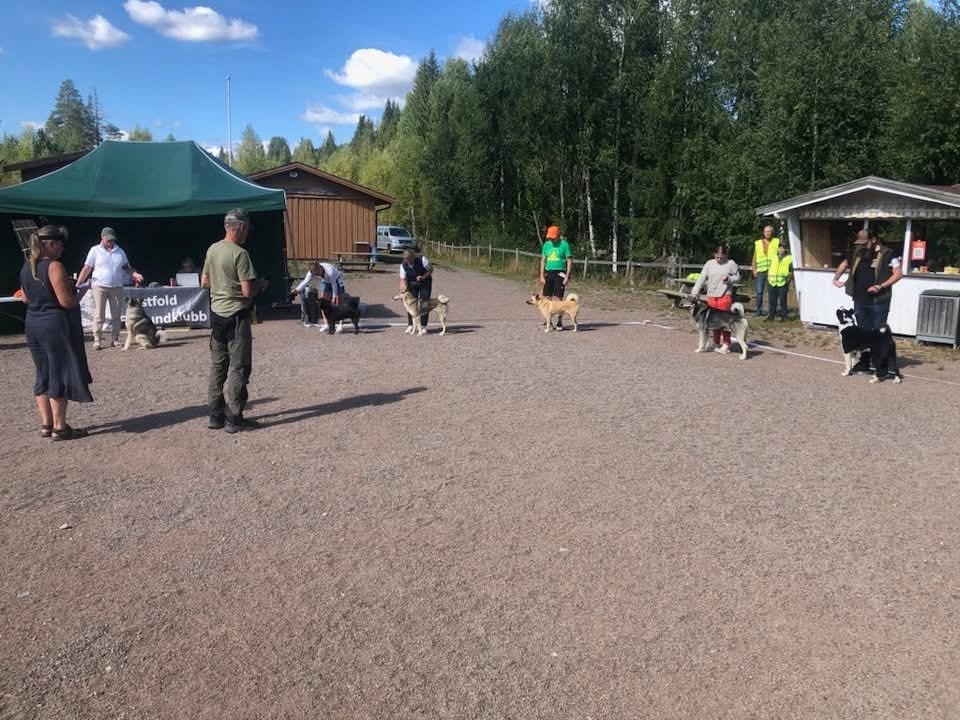 Det var til sammen 6 raser i den offisielle utstillingen som gjorde at vi fikk en rekke premieringer.
Hälleforshund; BIR - Maja av Solbrekken
Jämthund; BIR - Tåråfjell's Loke, BIM - Haresjøen's O- P Osa
Karelsk Bjørnhund; BIR - Losnabakken's P-R MINTTU
Norsk Elghund Grå; BIR - Skinnemoens Taco, BIM - Skinnemoens Vanja
Norsk Elghund Sort; BIR - Jegerlivets Hjørdis
Vestsibirsk Laika; BIR - Kjennsbekken's Bailei