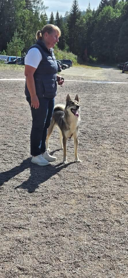 Nydelig bilde, av en lykkelig hund på utstilling
Vestsibirsk Laika; BIR - Kjennsbekken's Bailei